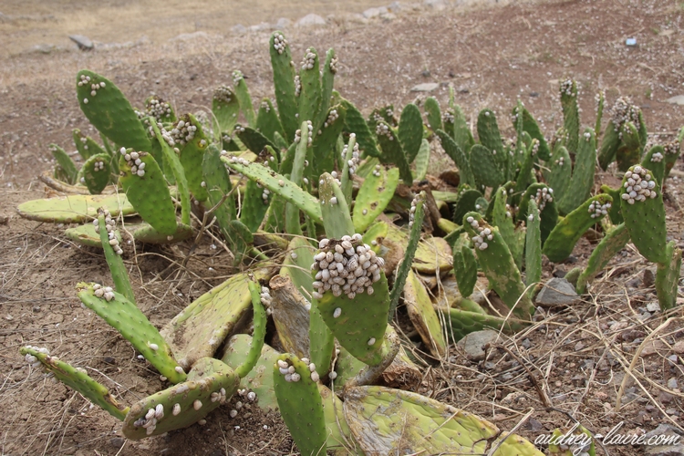 cactus porto santo (1)