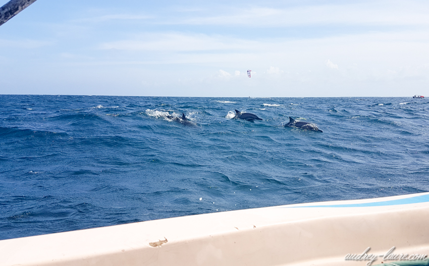 dauphins en pleine mer au Sri Lanka à Kalpitiya