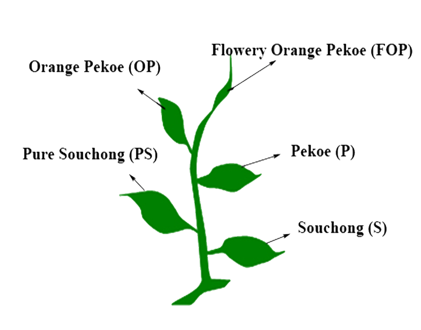 Différents types de thés - schéma explicatif