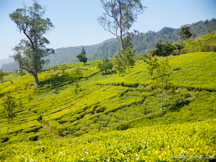 plantations thé Sri Lanka (13)