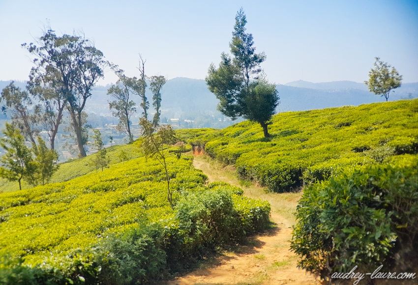 Nuwara Eliya - Voyage au Sri Lanka - plantations de thé