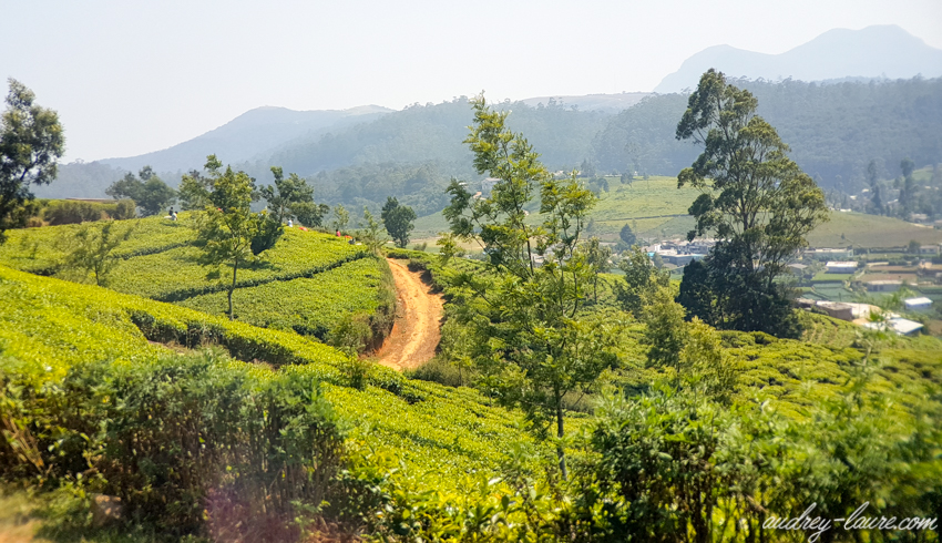 Nuwara Eliya - Voyage au Sri Lanka - champs de thé