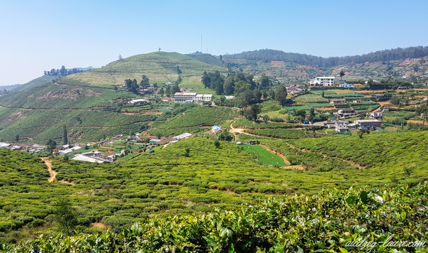 Nuwara Eliya - Voyage au Sri Lanka - plantations de thé