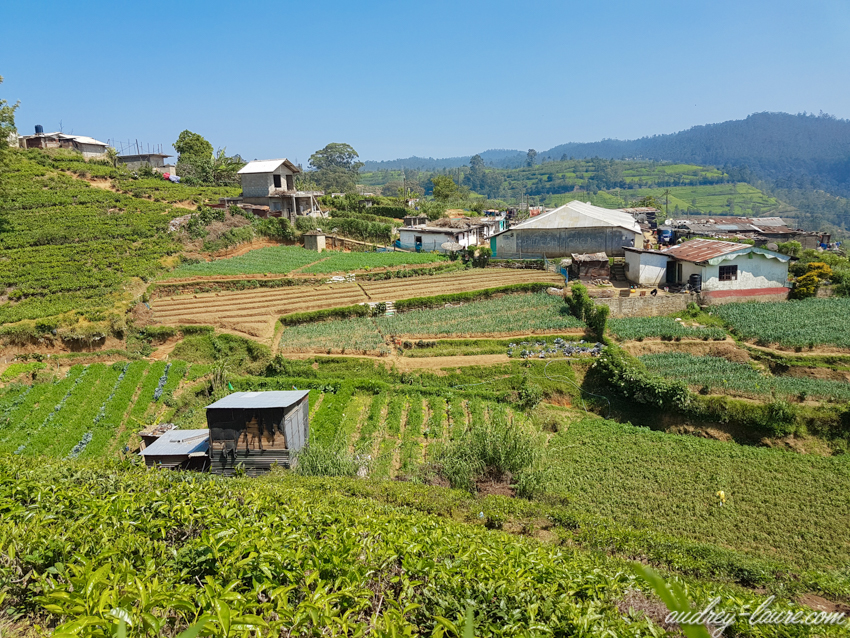 Nuwara Eliya -plantations de thé