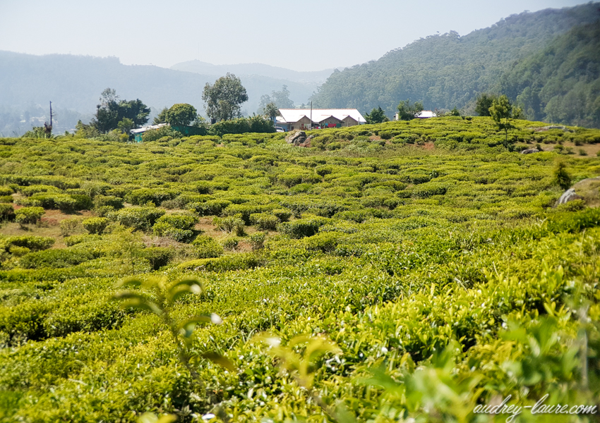 plantations thé Sri Lanka (8)