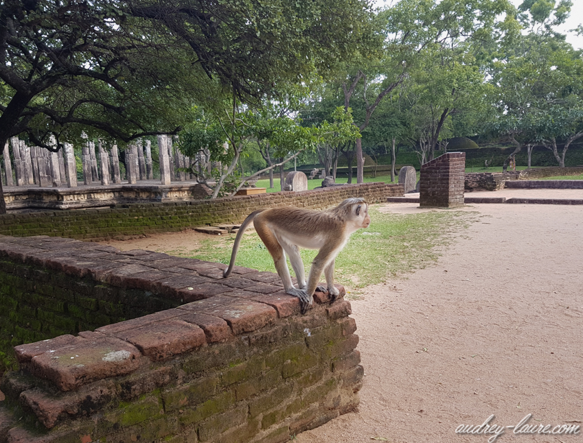 polonnaruwa-triangle culturel-voyage au Sri Lanka-blog (35)