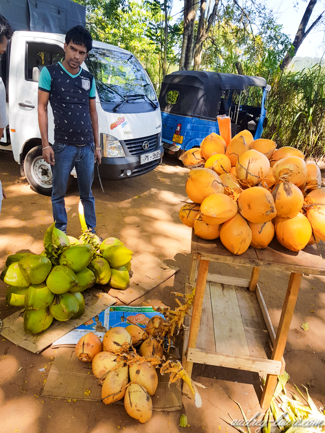 King Coconut - Voyage au Sri Lanka - boisson locale
