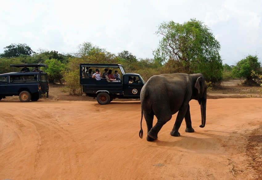You are currently viewing Visiter les parcs nationaux de Hambantota lors d’un séjour au Sri Lanka [article invité]