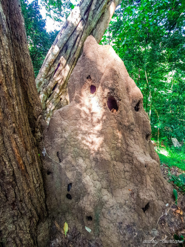 termitière géante dans la jungle