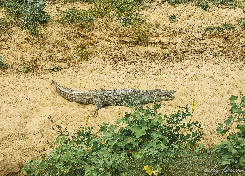 Safari au Sri Lanka - Crocodile