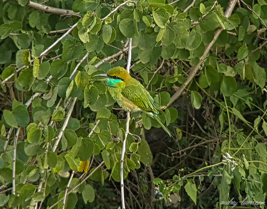 Oiseau - Sri Lanka - ornithologie