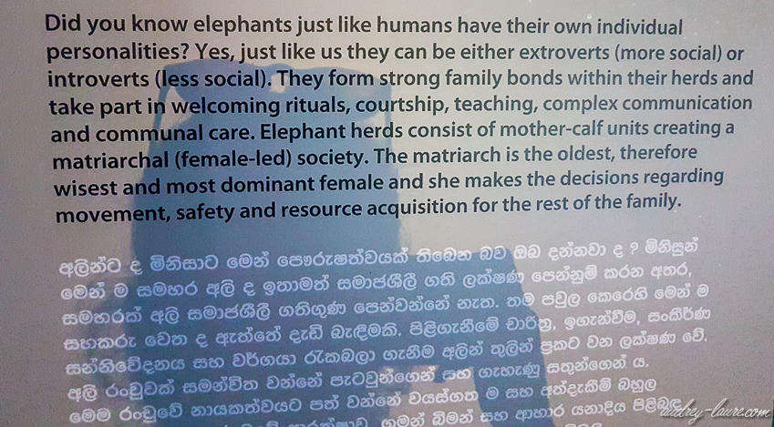 orphelinat des éléphants de Pinnawala - voyage au Sri Lanka