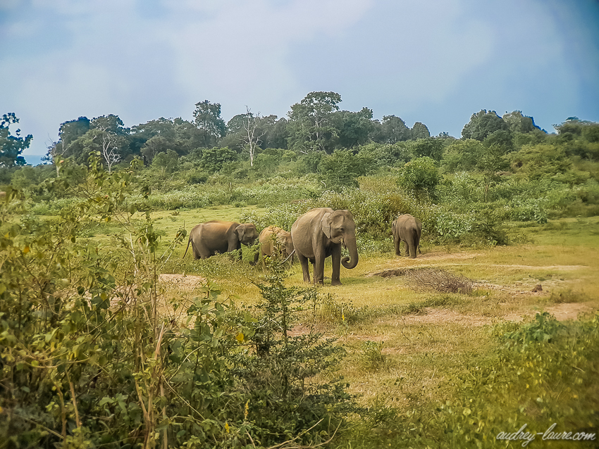 éléphants parc National d'Udawalawa - safari en Jeep au Sri Lanka