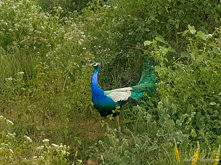 Oiseau - Sri Lanka - ornithologie - paon
