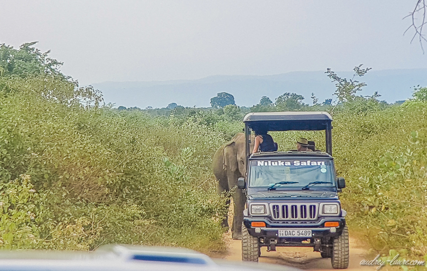 Safari au Sri Lanka - parc National d'Udawalawe