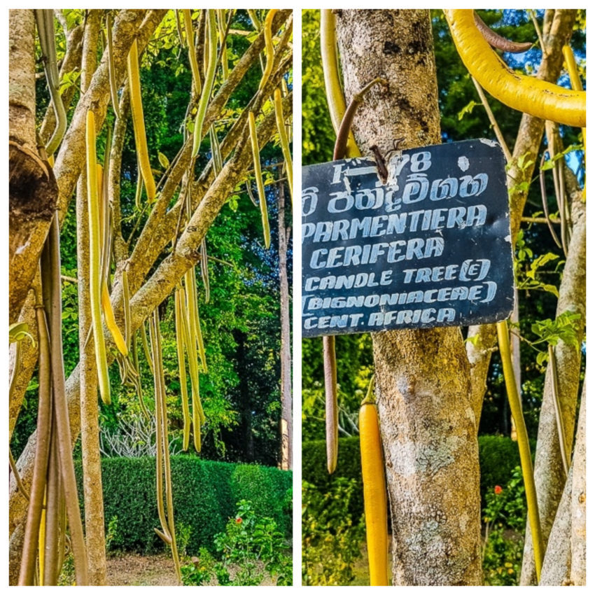 Jardins botaniques royaux de Peradeniya - Sri Lanka