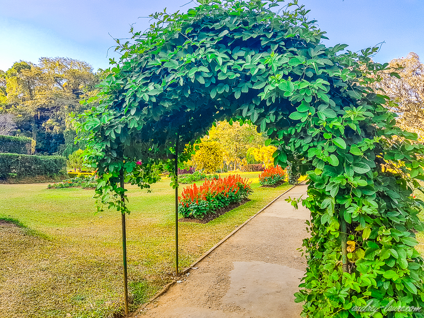 Jardins botaniques royaux de Peradeniya - Sri Lanka 