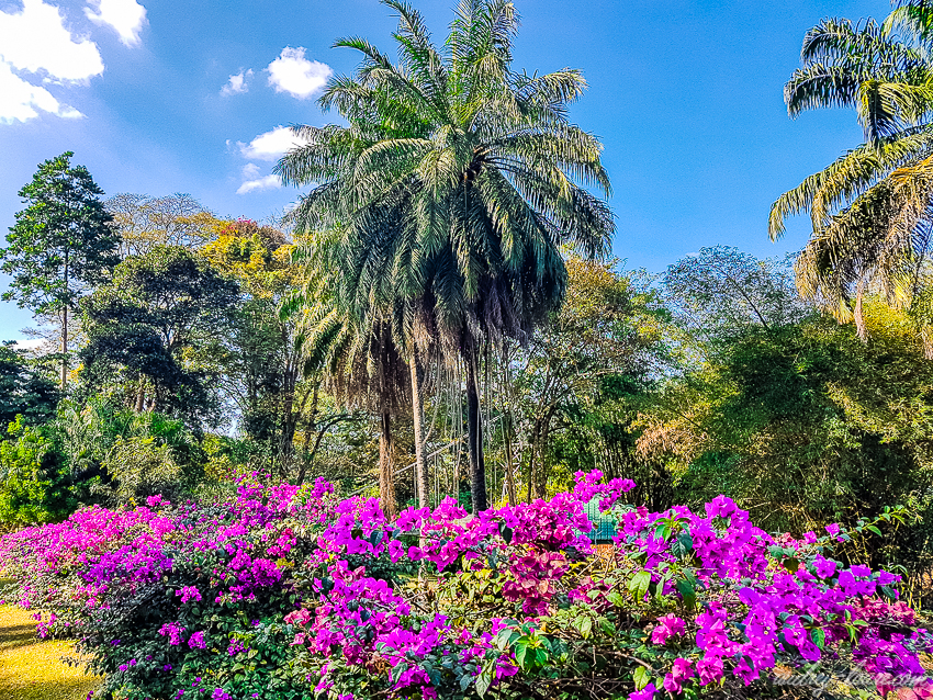 Jardin botanique royal de Peradeniya - Sri Lanka
