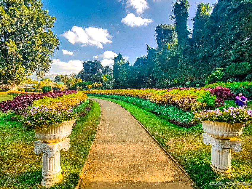 Jardin botanique royal de Peradeniya - Sri Lanka
