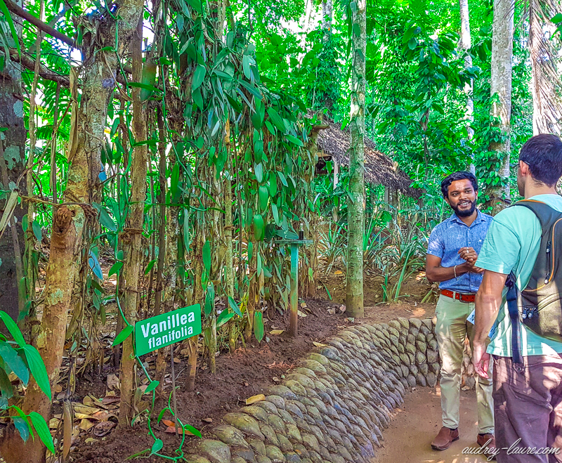 visite-jardin-épices-Sri-Lanka