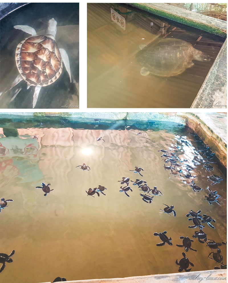 Centre-protection-tortues-marines-Sri-Lanka-kosgoda